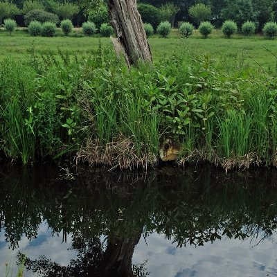 Les étangs de Loosdrecht