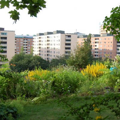 Les jardins ouvriers de Tantolunden