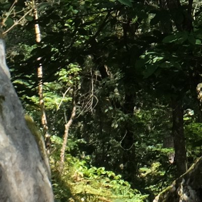 Balade à Grez-sur-Loing et dans la forêt de Fontainebleau