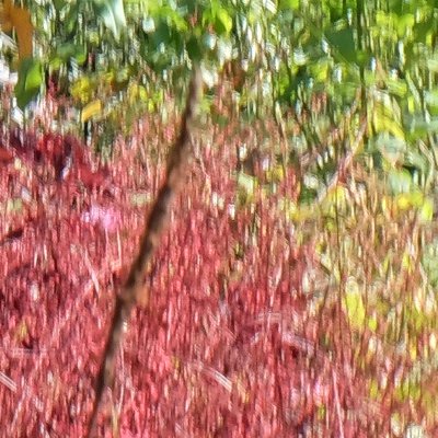 Le jardin de Claude Monet à Giverny