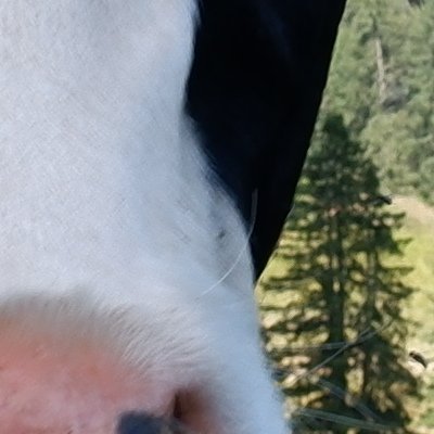 Balade au Moléson vers la buvette du Gros plané