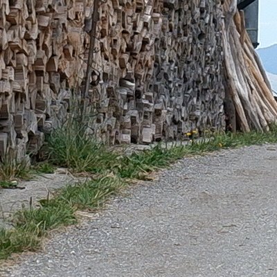 Balade au Moléson vers la buvette du Gros plané