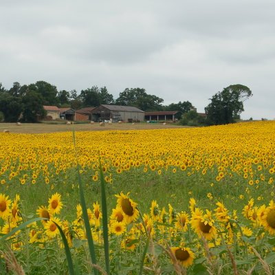 Le Gers à travers champs