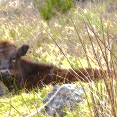 Animaux : effets indésirables