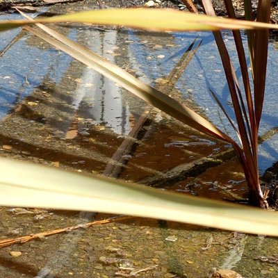 Reflets lisboètes