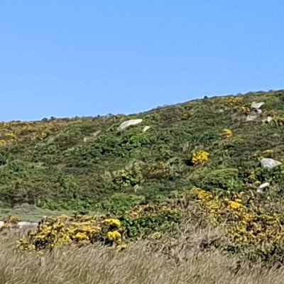 Bol d'air aux Îles de Chausey