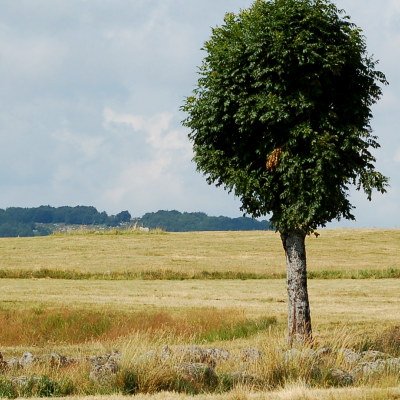 A poor lonesome tree