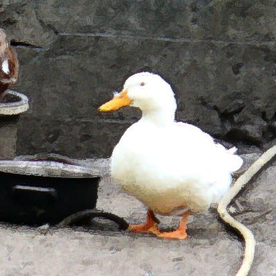 Animaux : effets indésirables