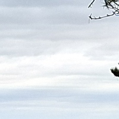 Convalescence à Granville