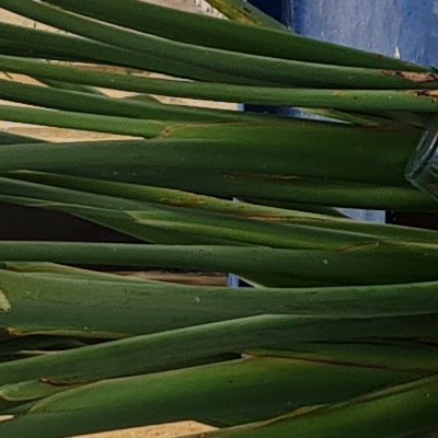 Olhão