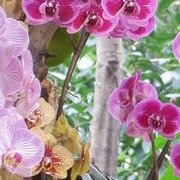 Jardin des plantes : orchidées et textures en hiver