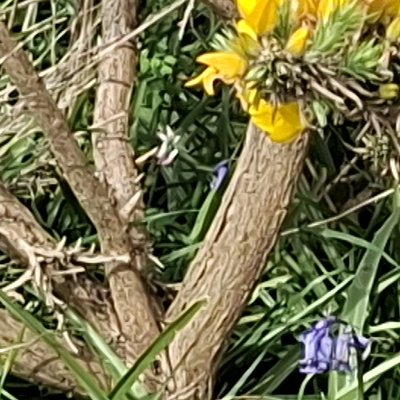 Bol d'air aux Îles de Chausey