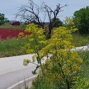 Sur la route des Pouilles