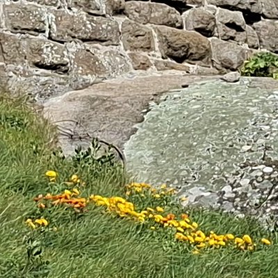 Bol d'air aux Îles de Chausey