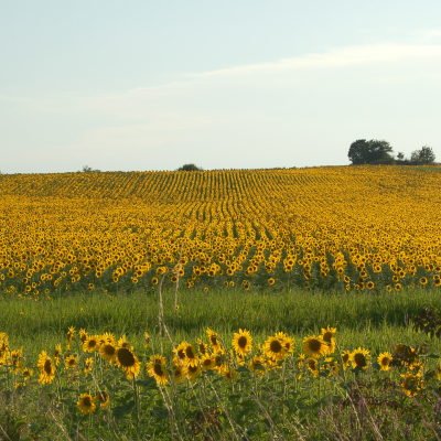 Le Gers à travers champs