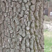 Jardin des plantes : orchidées et textures en hiver