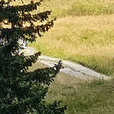 Balade au Moléson vers la buvette du Gros plané