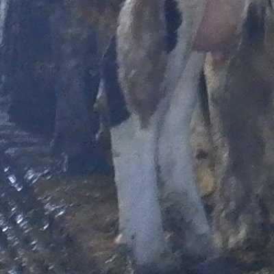 Balade au Moléson vers la buvette du Gros plané