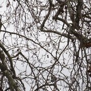 Jardin des plantes : orchidées et textures en hiver