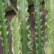Jardin des plantes : orchidées et textures en hiver