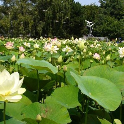 Lotus et autres végétaux - Parc floral