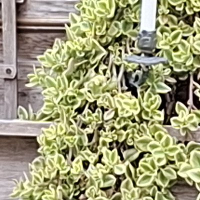 Convalescence à Granville