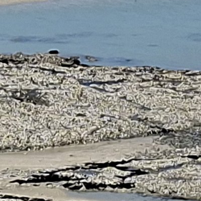 Convalescence à Granville