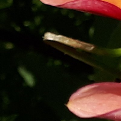 Le jardin de Claude Monet à Giverny