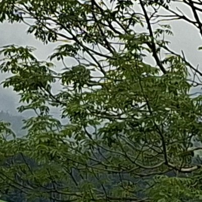 De Gontenbad à Jakobsbad : balade sous la pluie, bien sûr