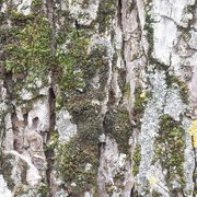 Jardin des plantes : orchidées et textures en hiver