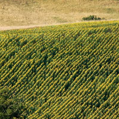 Le Gers à travers champs