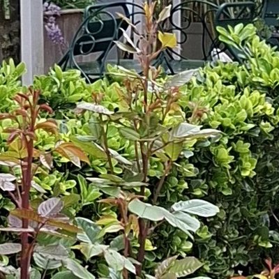 Convalescence à Granville