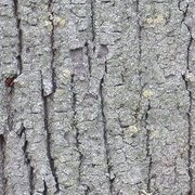 Jardin des plantes : orchidées et textures en hiver