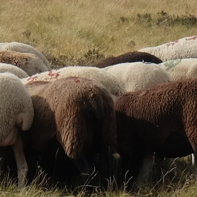 Mini tour européen des moutons