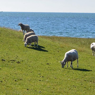 Conversation entre moutons à Terschelling