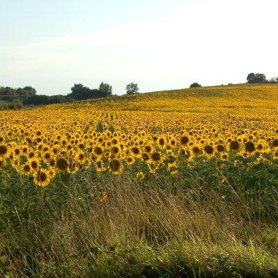 Le Gers à travers champs