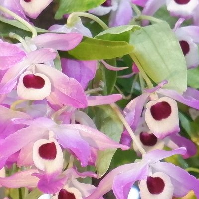 Jardin des plantes : orchidées et textures en hiver