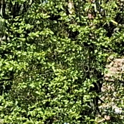 Convalescence à Granville