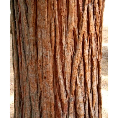 Yosemite Park