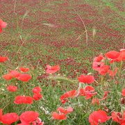Sur la route des Pouilles