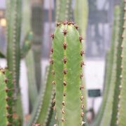 Jardin des plantes : orchidées et textures en hiver