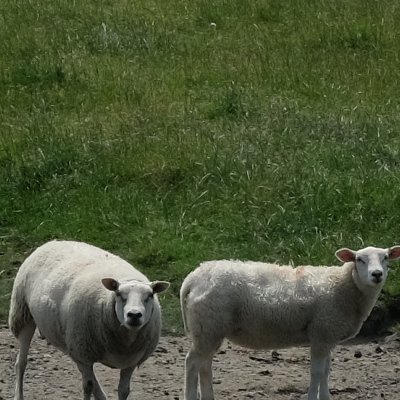 Mini tour européen des moutons