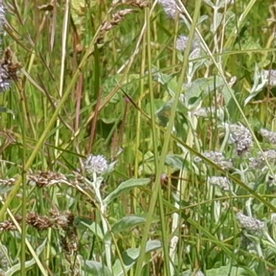 Balade au Moléson vers la buvette du Gros plané