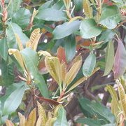 Jardin des plantes : orchidées et textures en hiver