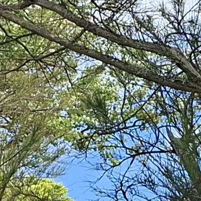 Bol d'air aux Îles de Chausey