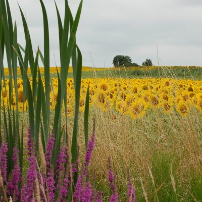 Le Gers à travers champs