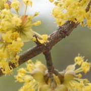 Jardin des plantes : orchidées et textures en hiver