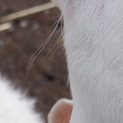 Retour à Urnäsch chez Lise