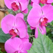 Jardin des plantes : orchidées et textures en hiver
