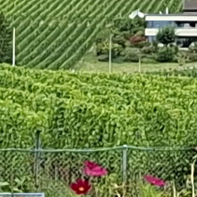 Auvergnier, dernière étape sur le lac de Neuchâtel